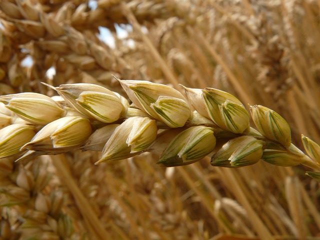 klas pšenice